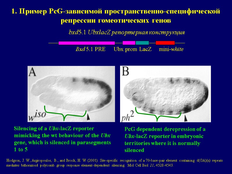 1. Пример PcG-зависимой пространственно-специфической репрессии гомеотических генов PcG dependent derepression of a Ubx-lacZ reporter